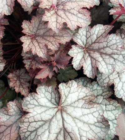 Coral Bells Amethyst Myst